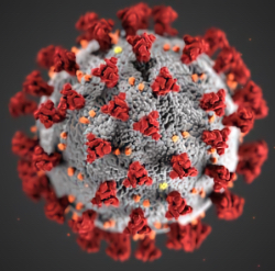 photo of Coronavirus model shows vast majority of infected suffer little or no illness image